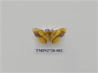 藏品(尺蛾283)的圖片